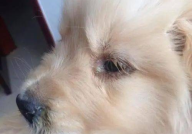 犬瘟症状,识别与预防的关键