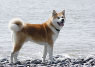 秋田犬图片,日本国宝犬种的风采与魅力